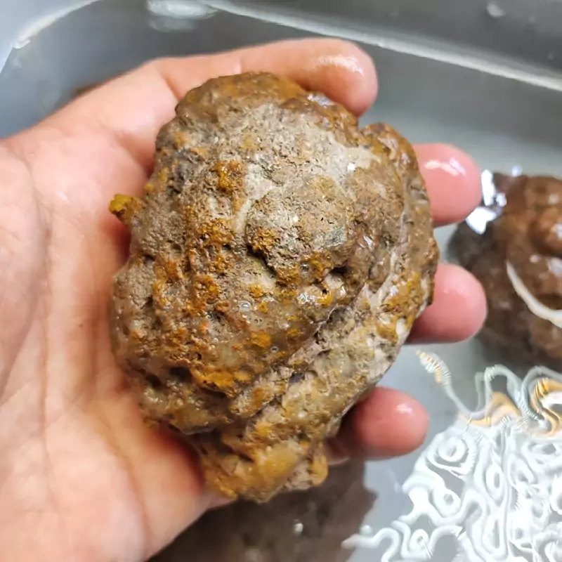 سنگ فسیل توپی دست نخورده اخرین موجودی پک 2 کیلویی
