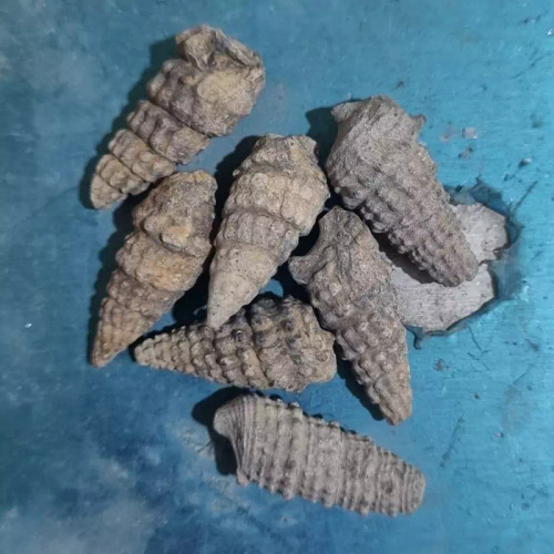 فسیل وزن 19
