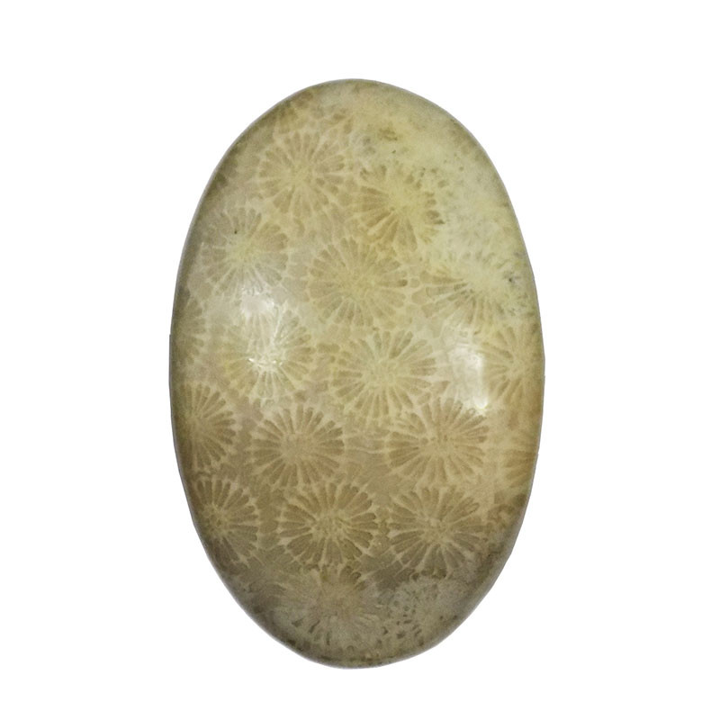 سنگ فسیل مرجان کد TG6138