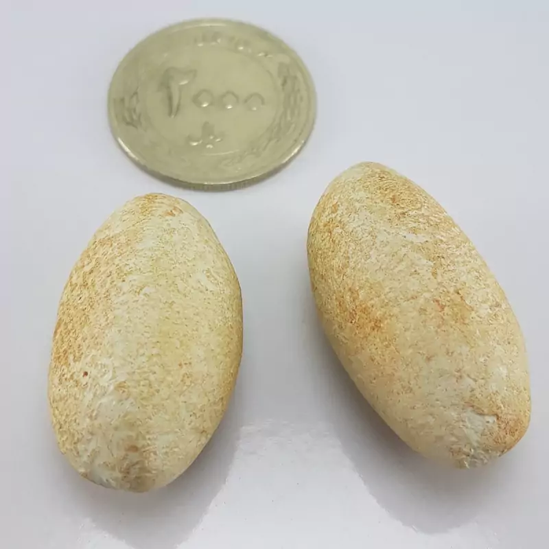 یک جفت مهره آهکی خاص