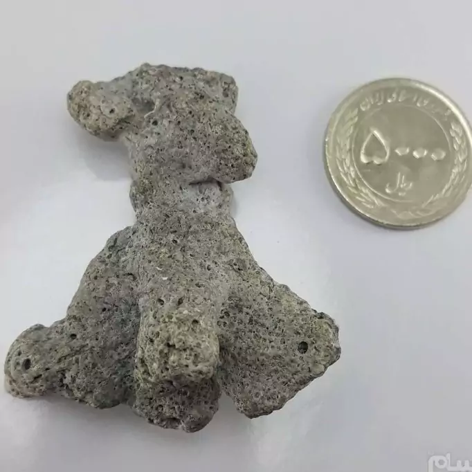 مرجان استخوانی با شکلی بسیار خاص و زیبا