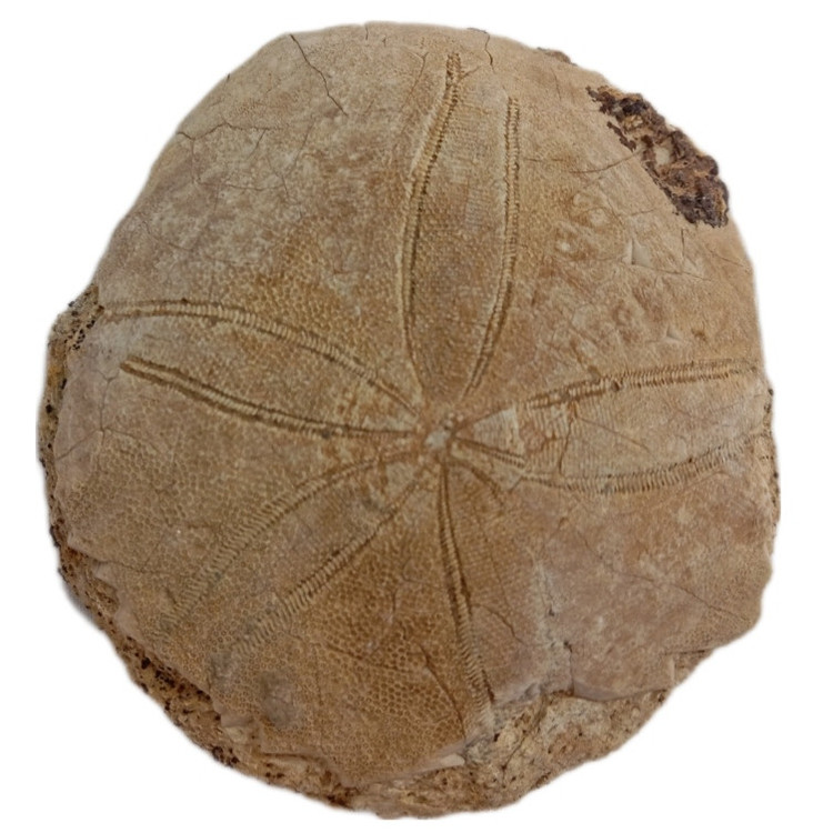 سنگ راف مدل فسیل ستاره دریایی کلکسیونی آکواریوم دکوری کد 433