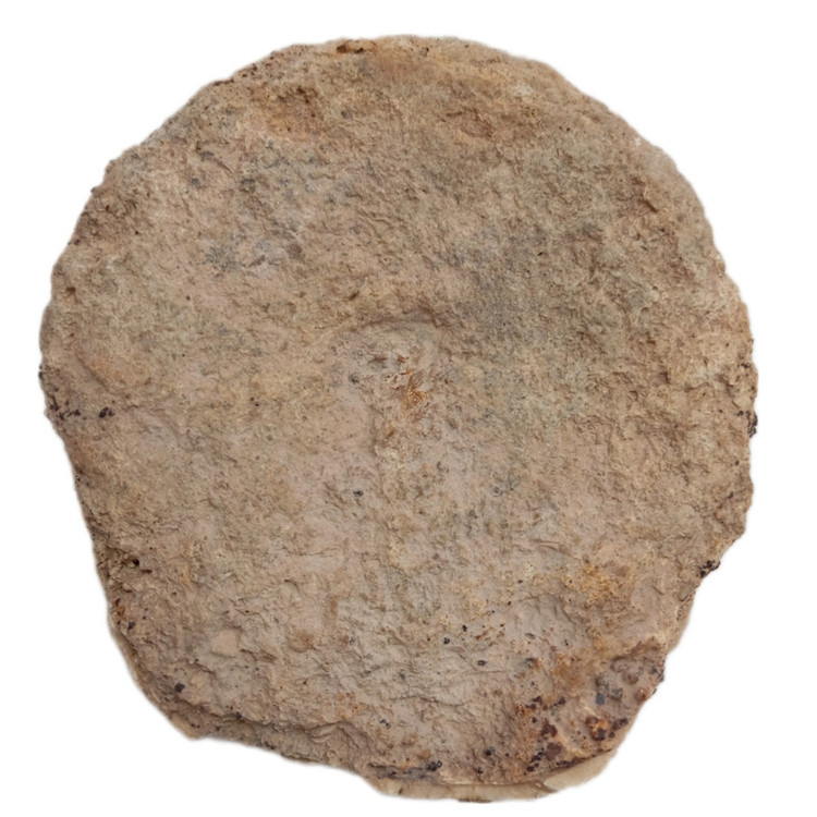سنگ راف مدل فسیل ستاره دریایی کلکسیونی آکواریوم دکوری کد 433