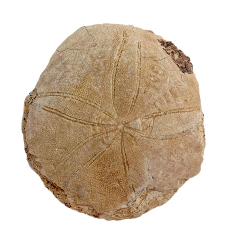 سنگ راف مدل فسیل ستاره دریایی کلکسیونی آکواریوم دکوری کد 433