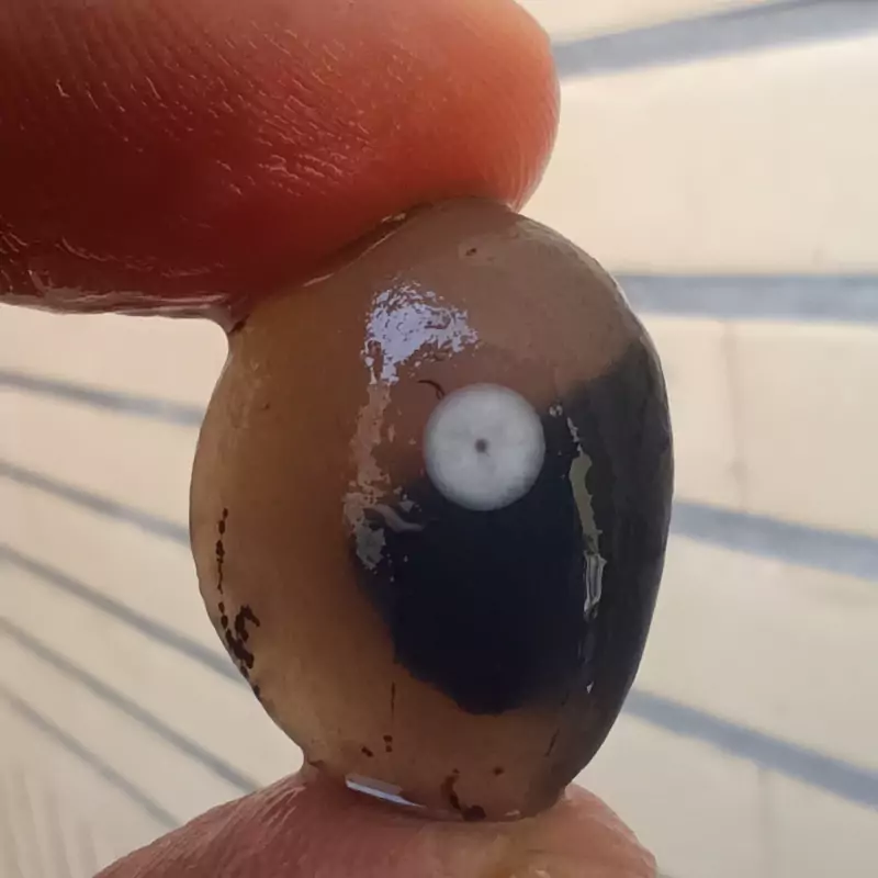 راف باباقوری تک چشم شجر