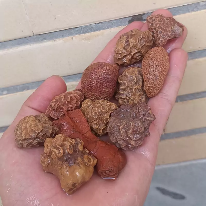 فسیل مرجان چند میلیون ساله مخصوص آکواریوم و دکوراسیون