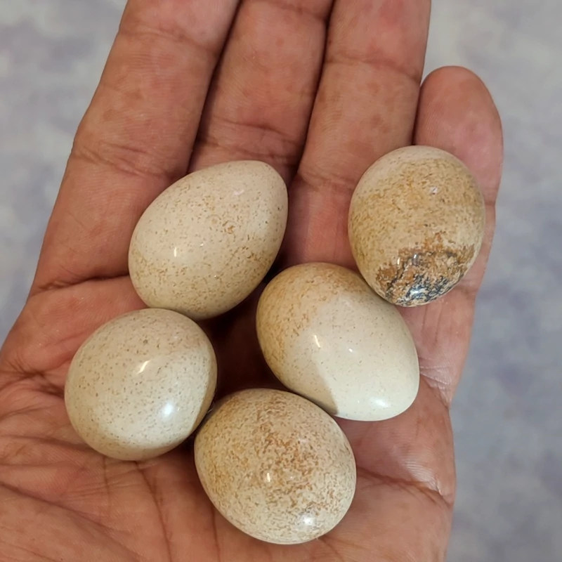 سنگ معدنی جاسپر چوبی