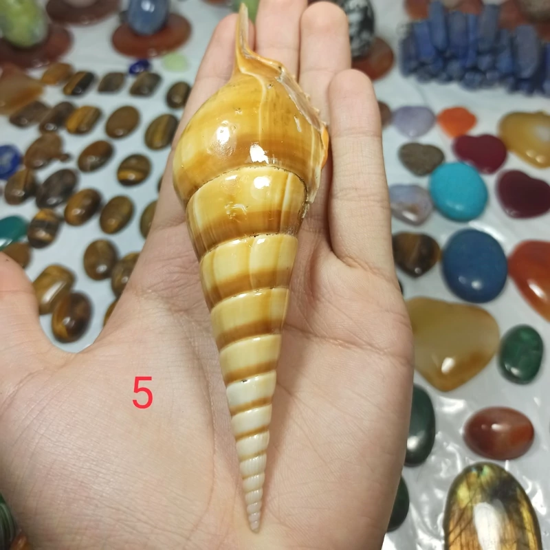 گوش ماهی دریایی