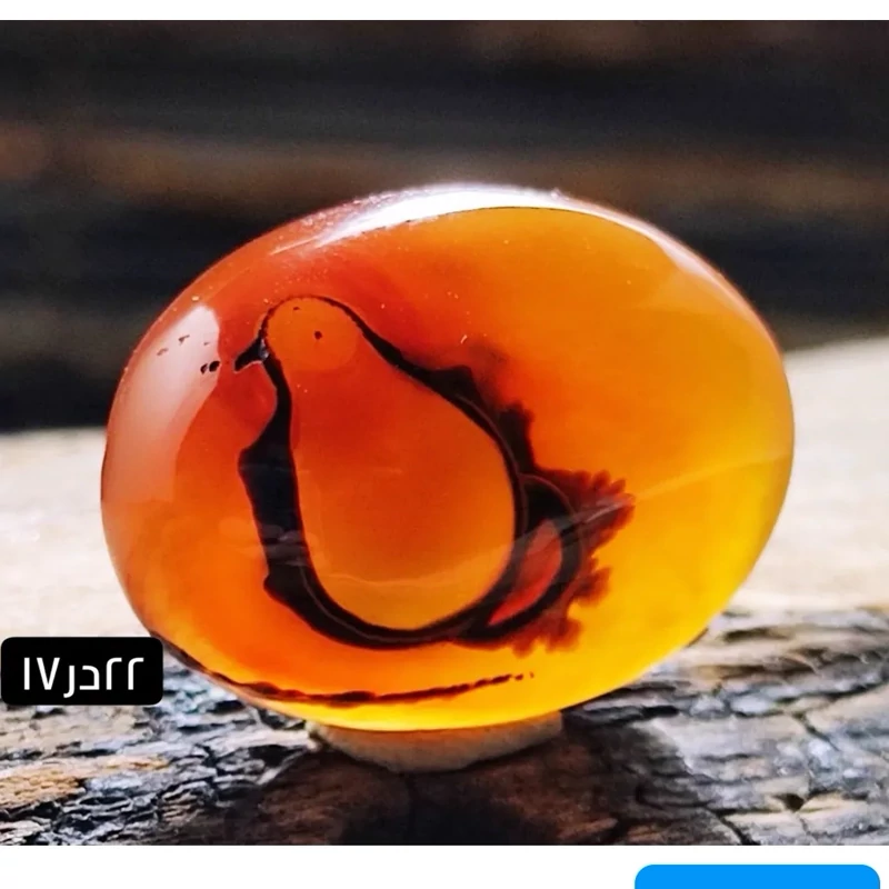 شجر سرخ مصور پرنده واضح