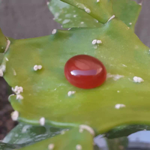 عقیق یمنی (سرخ)