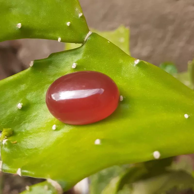عقیق سرخ (خراسان،ارسال رایگان)