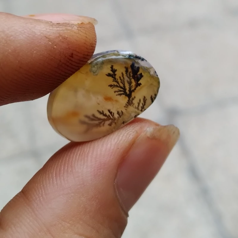 شجر قاعن با نمایی زیبا و تک بصورت واضح وکلکسیونی تضمینی