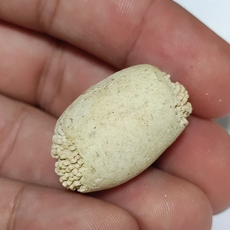مهره وارداتی از پاکستان اصل موجودی محدود