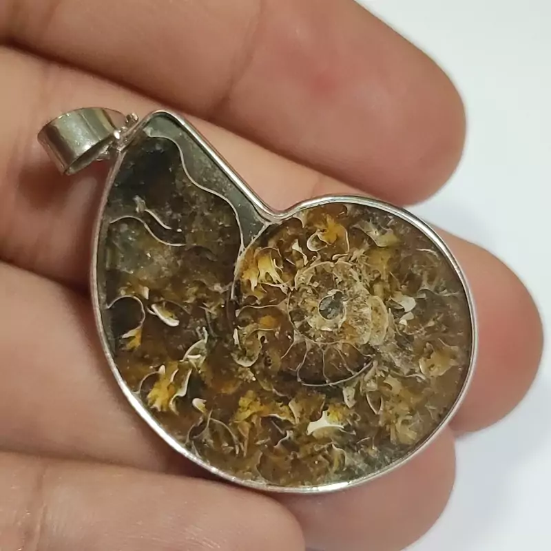 فسیل آمونیت امونیت اصلیfa18فسیل چندین ملیون ساله