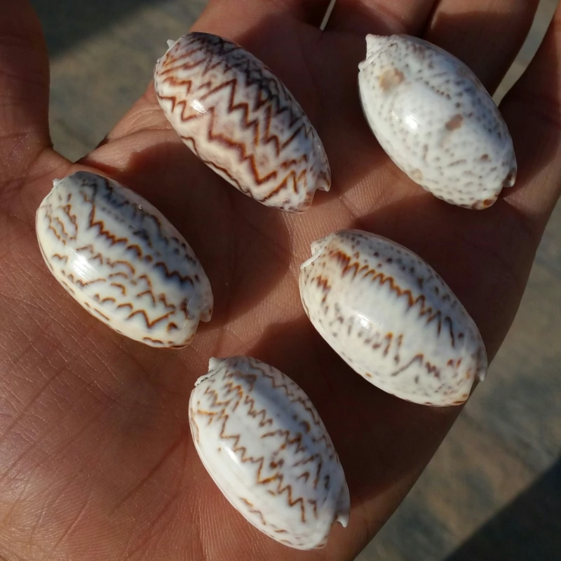 صدف پسته ای دریایی تنوع رنگ سایز درشت صددر صد طبیعی شاهکار خلقت کاملا تمیز بدون بو مختص کارهای تزئینی و ساخت زیور آلات