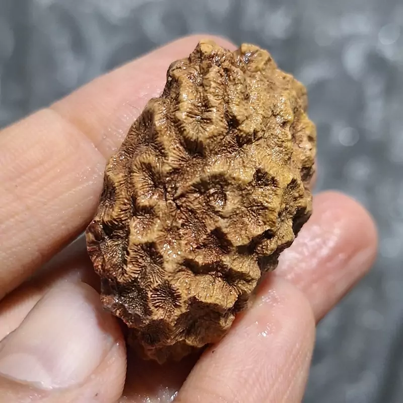 فسیل مرجان با قدمتی میلیون ساله خاص و زیبا عکسبرداری در حالت خیس کد 26855