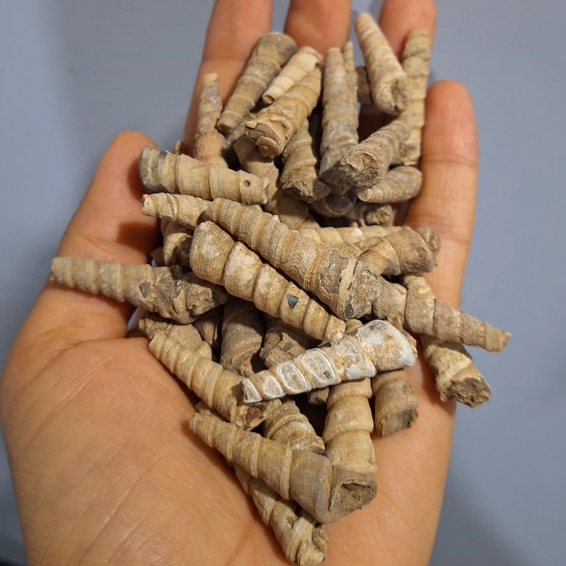 فسیل عرج سواحل مراکش صد در صد طبیعی اصیل و قدمت دار سرشار از خواص و انرژی کد 35