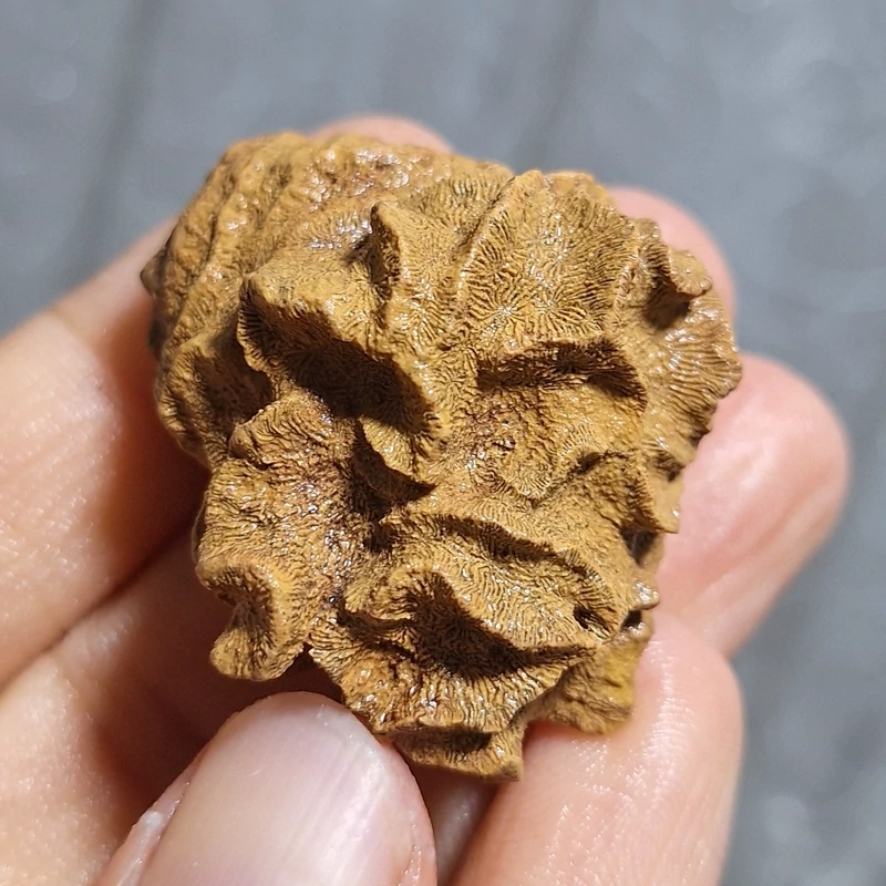 فسیل مرجان با قدمتی میلیون ساله محشر و خاص (عکسبرداری در حالت خیس) کد 25299