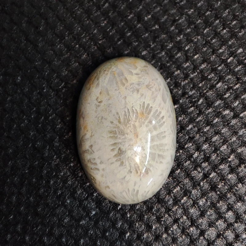 سنگ فسیلی اصل3
