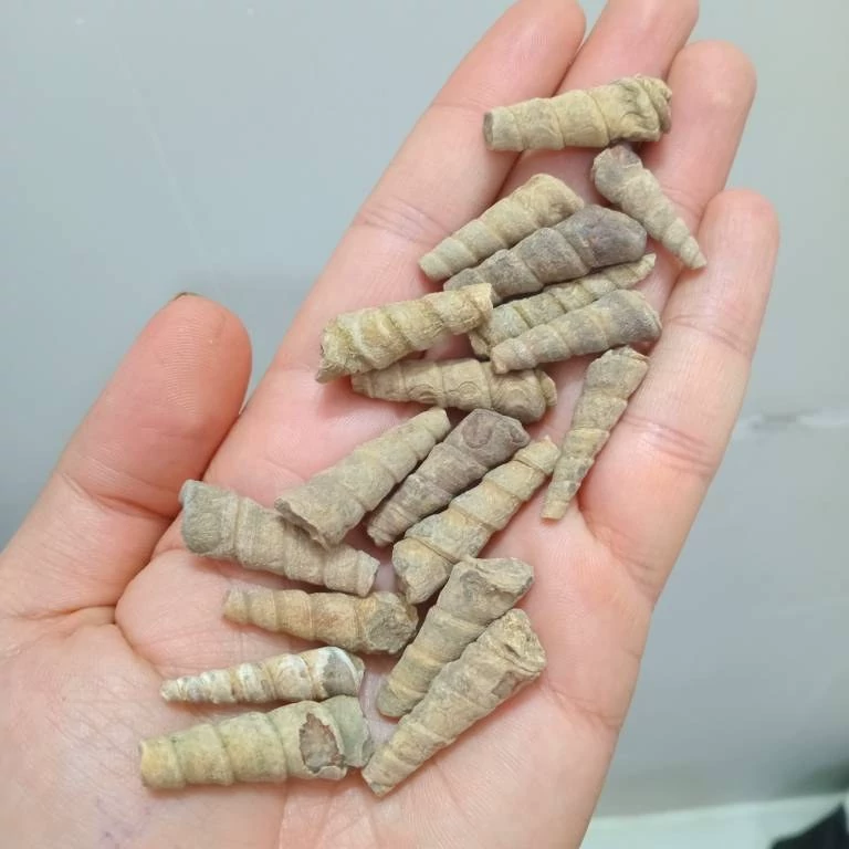 عرج سواحل اصلی وارداتی