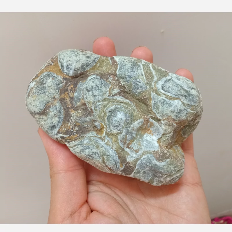 فسیل صدف توده ای کپه داغ 1