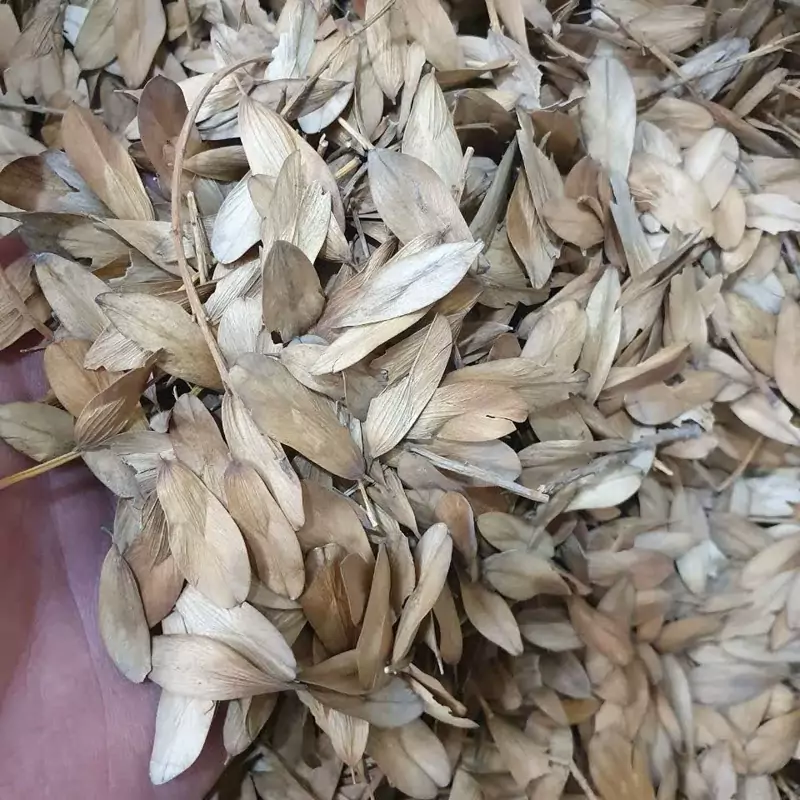 گیاه زبان گنجشک 100 گرم