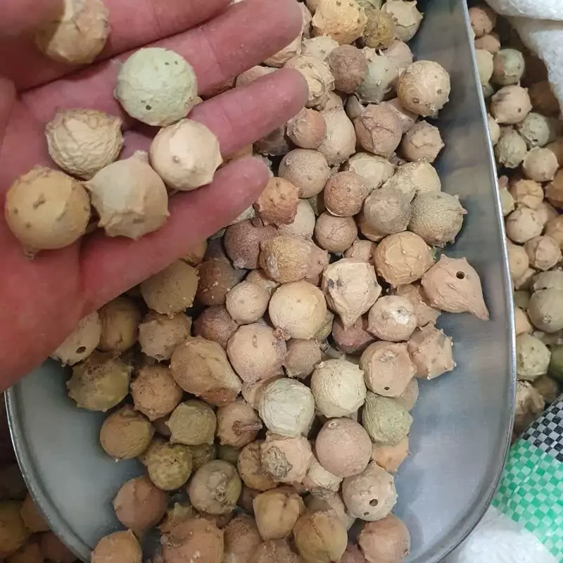 گیاه مازو 50 گرم