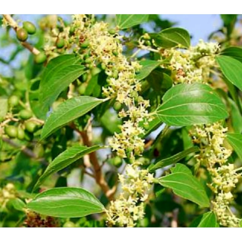 برگ سدر یا برگ کنار 50 گرم خرده شده و ریز