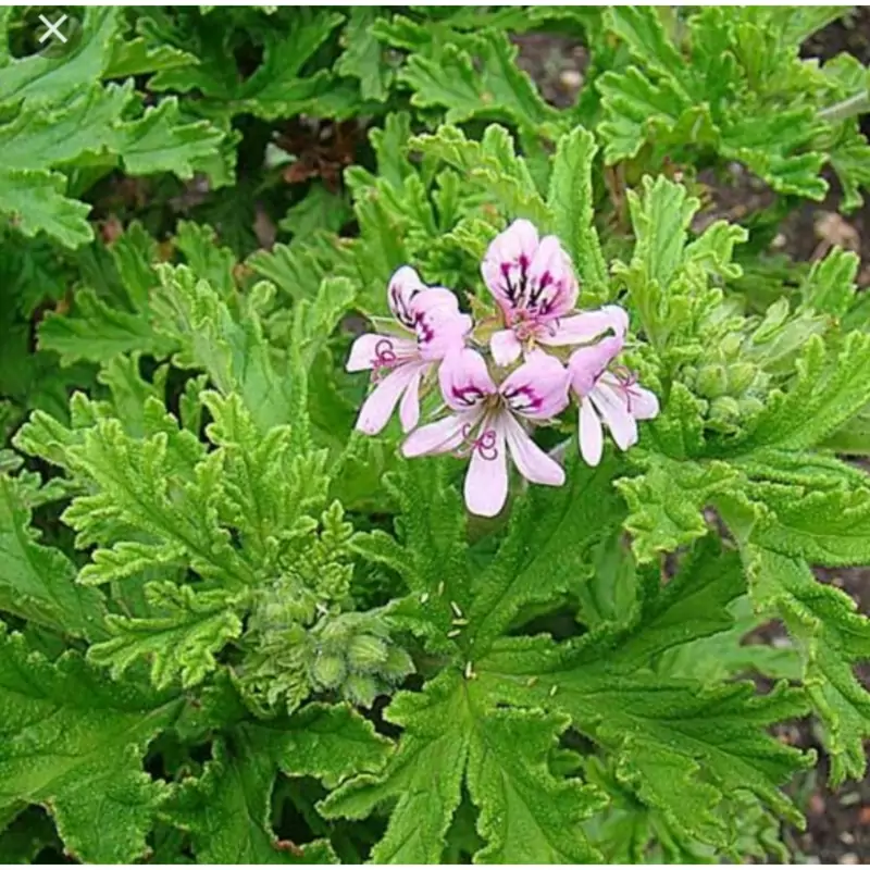 روغن گل شمعدانی معطر 30 سی سی