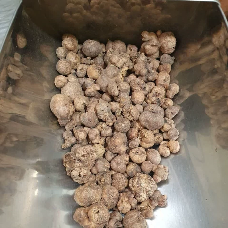 گیاه دهان بسته 500  گرم
