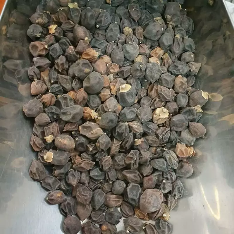 سپستان ریز 50 گرم