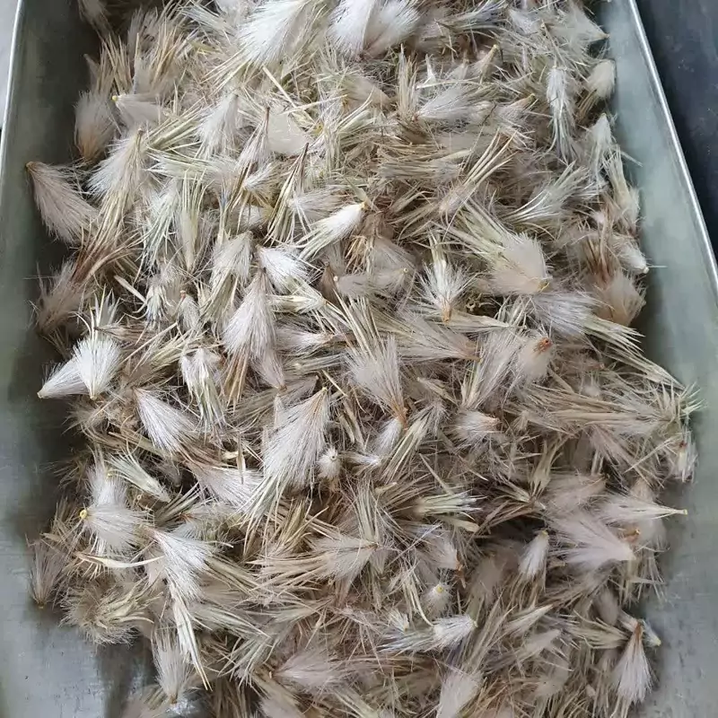 گل قاصدک 50 گرم