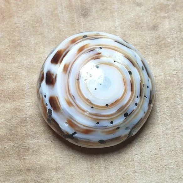 نگین صدف منظم خاص زیبا ترکیب رنگ فوق العاده