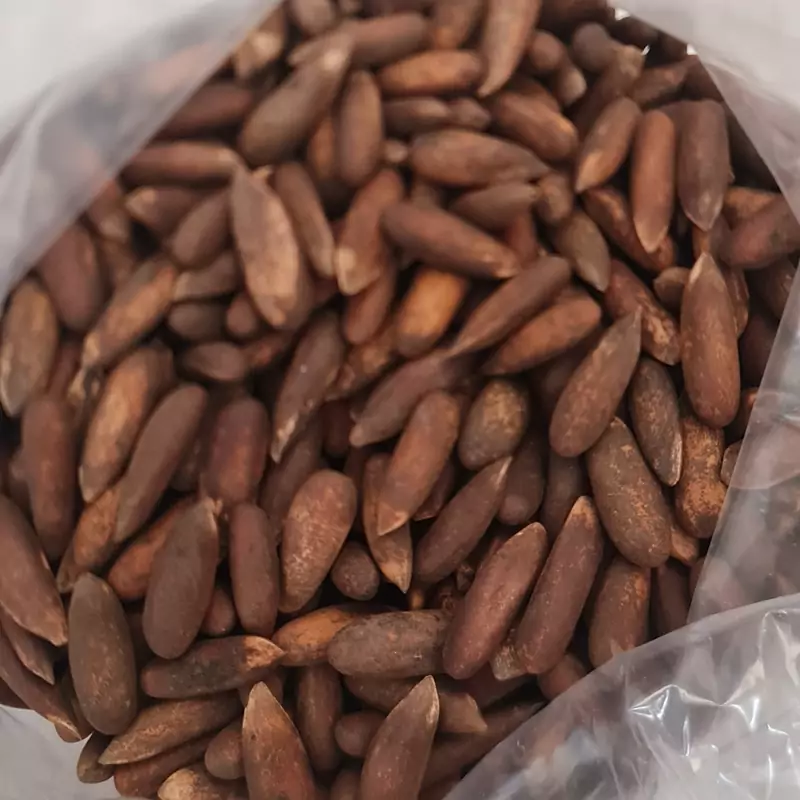 چلغوزه 300 گرمی
