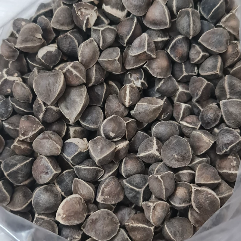 مورینگا (گز روغن) 2 کیلویی (پس کرایه)