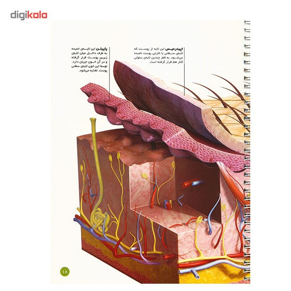 کتاب اطلس بدن انسان اثر جان استرادلینگ