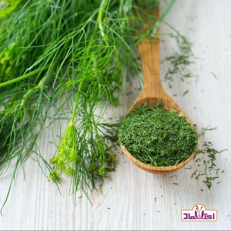 شوید خشک سبز اعلا 500 گرمی تازه(سبزی شوید)