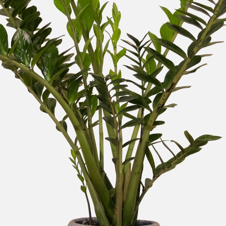 گیاه طبیعی زامیفولیا مدل zami235