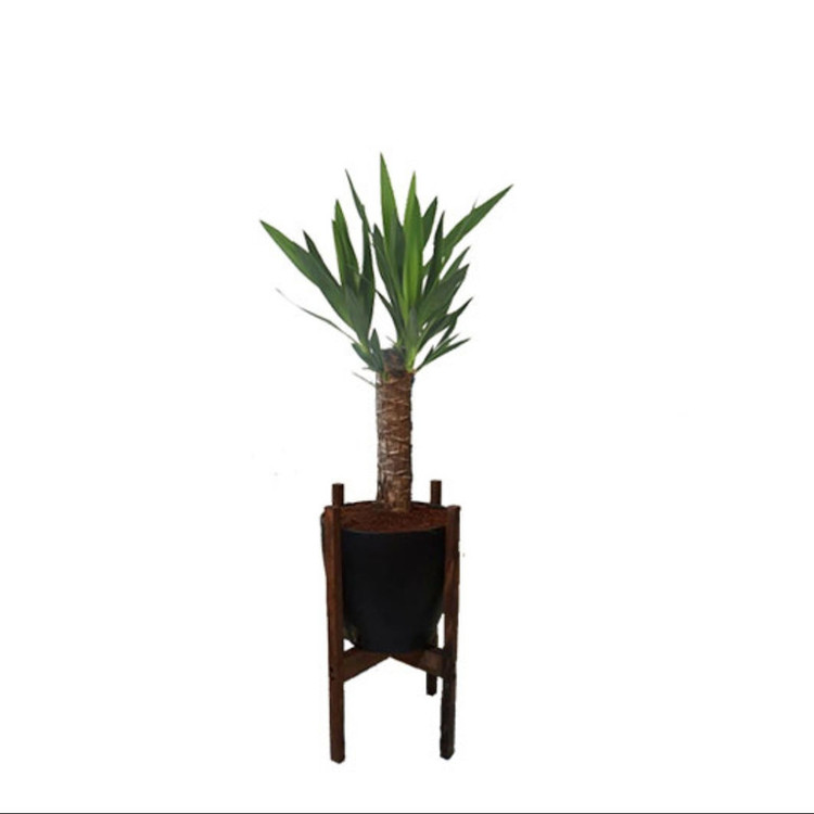 گیاه طبیعی یوکا مدل پایه دار کد 2398
