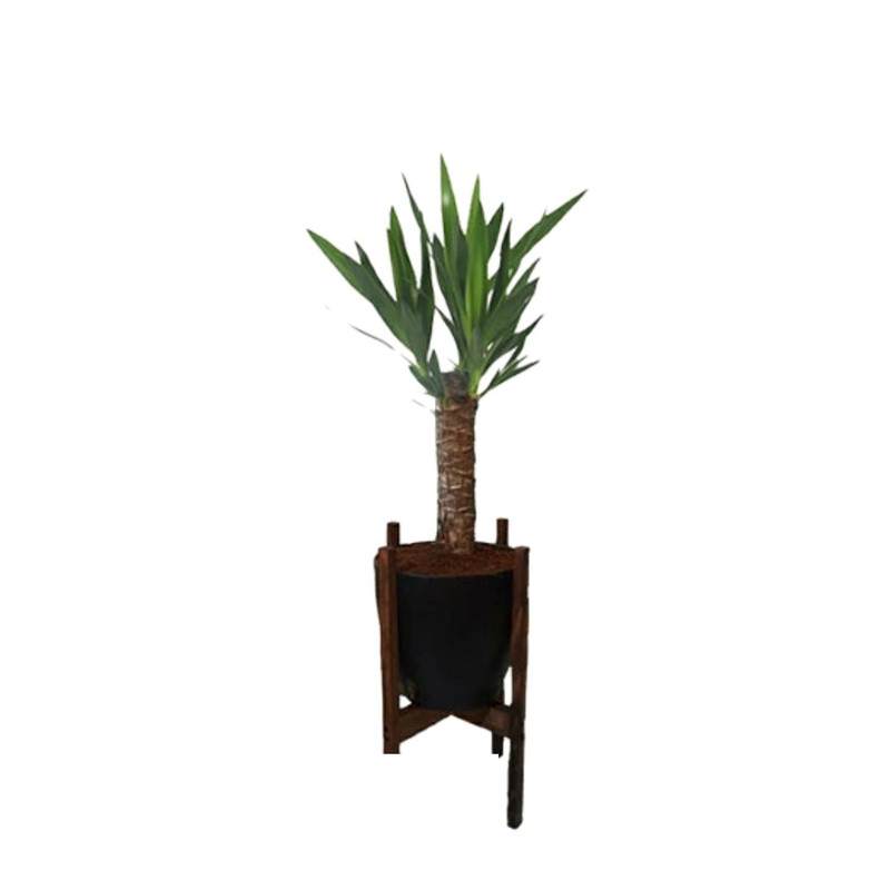 گیاه طبیعی یوکا مدل پایه دار کد 2398