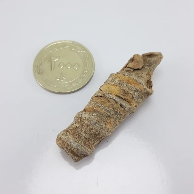 مهره عرج کلکسیونی بکر وخاص