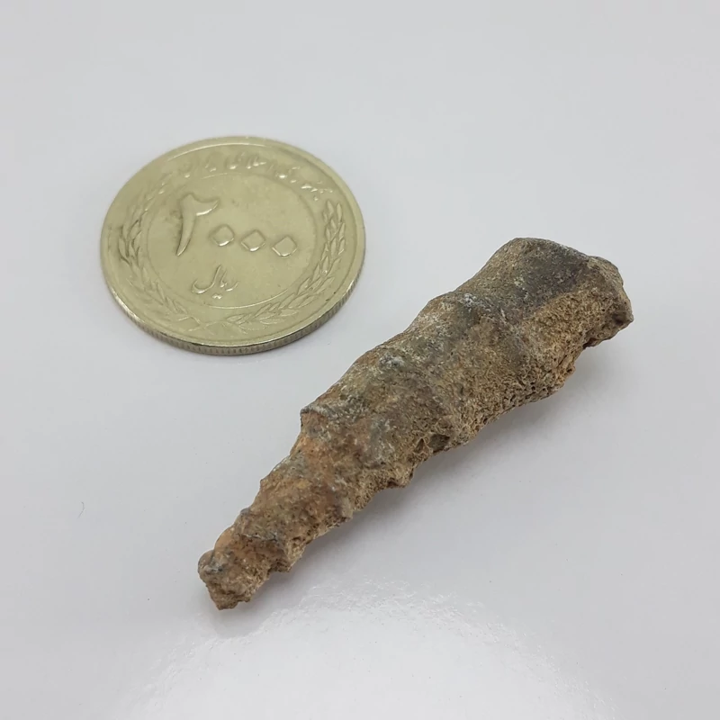 مهره عرج سواحل بکر و طبیعی