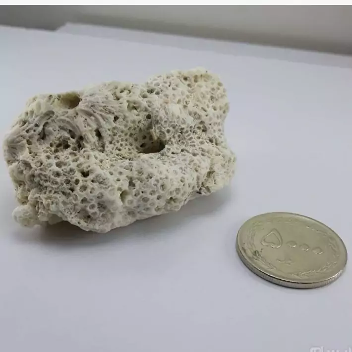 یک تیکه مرجان درشت با انرژی بالا