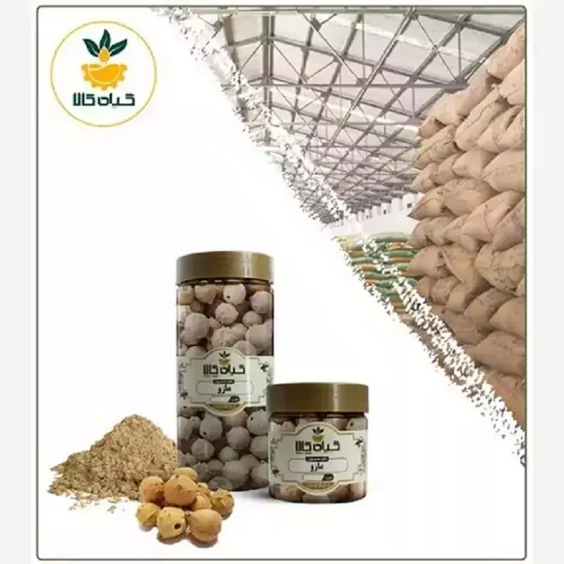 میوه مازو با کیفیت عالی، بار امسالی و تازه(50گرمی )