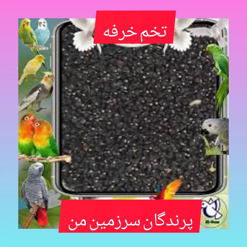 تخم خرفه 130گرمی درجه یک