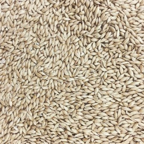 تخم کتان اردبیل500گرمی درجه 1دست چین شده و کاملا استریل شده مخصوص پرندگان