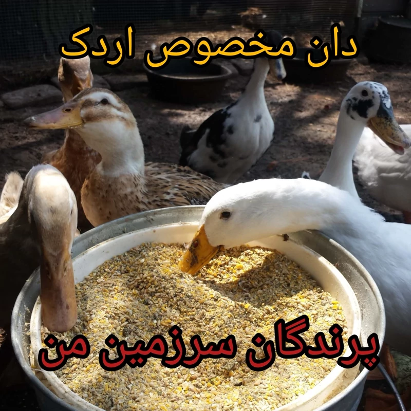 دان طیور اردک و غاز وزن یک کیلو