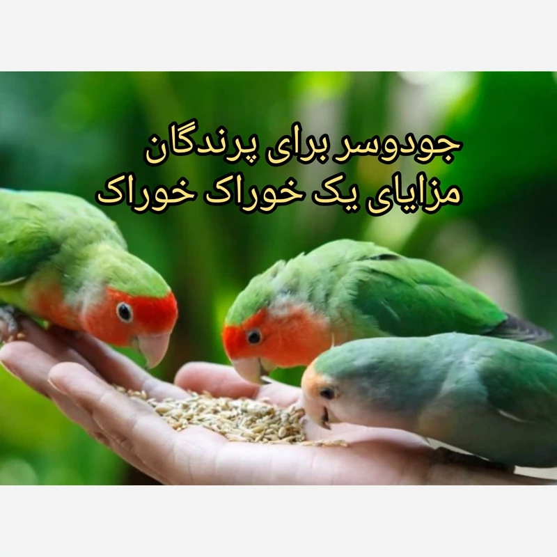 جودوسر 250گرم خوراک پرنده