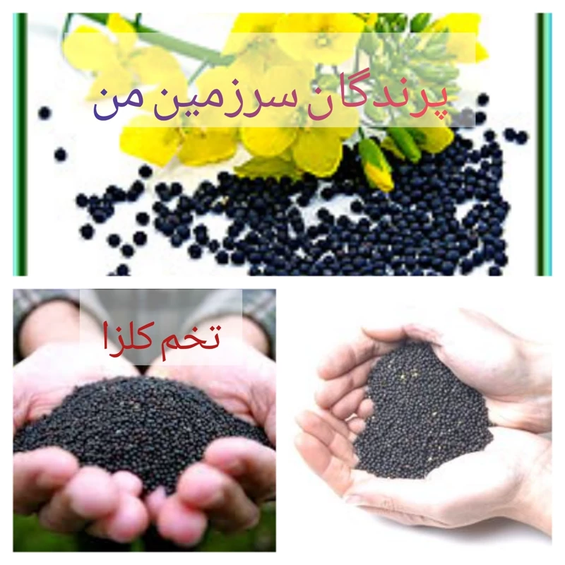 تخم کلزا 100گرمی مخصوص پرندگان درجه یک