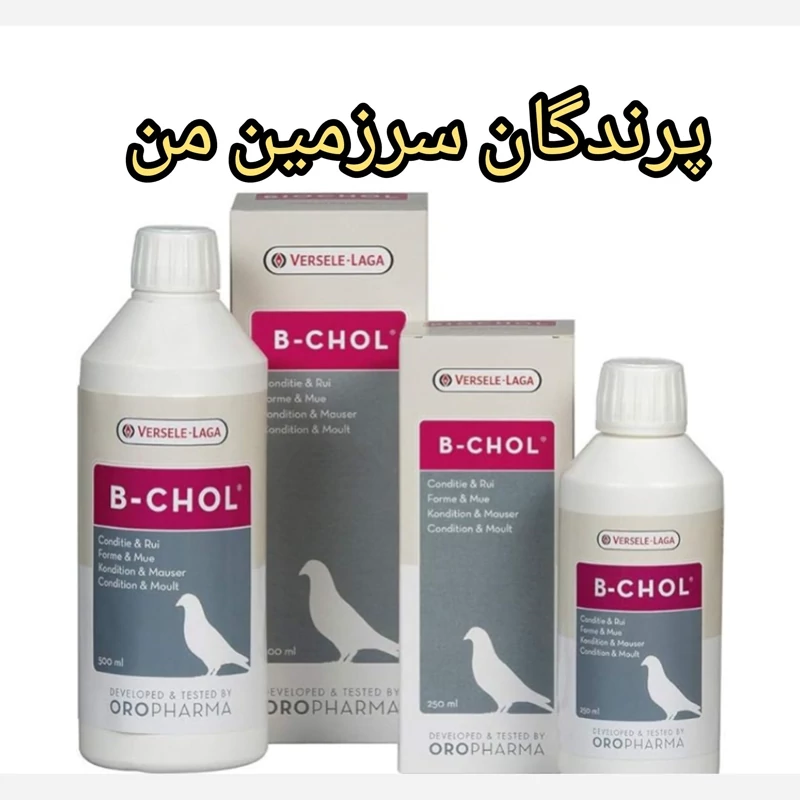 کبدشور بی کول ورسلگا پرندگان 10میل